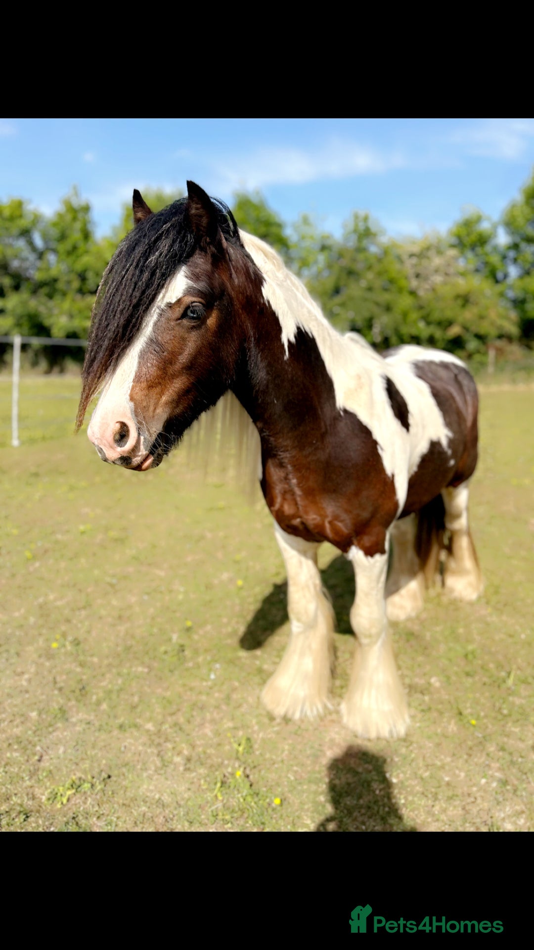 Irish Cob horses for sale: 2 year old 12hh cob - Image 3