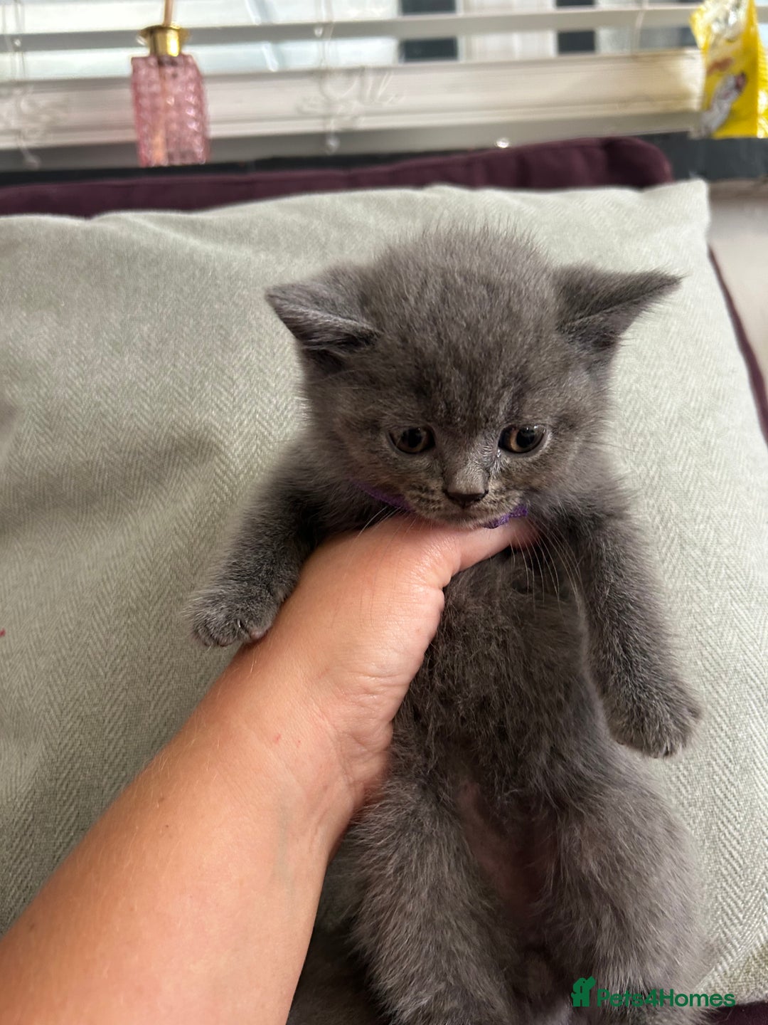 British Shorthair cats for sale: pedigree GCCF kittens available in 2 weeks time! - Image 10