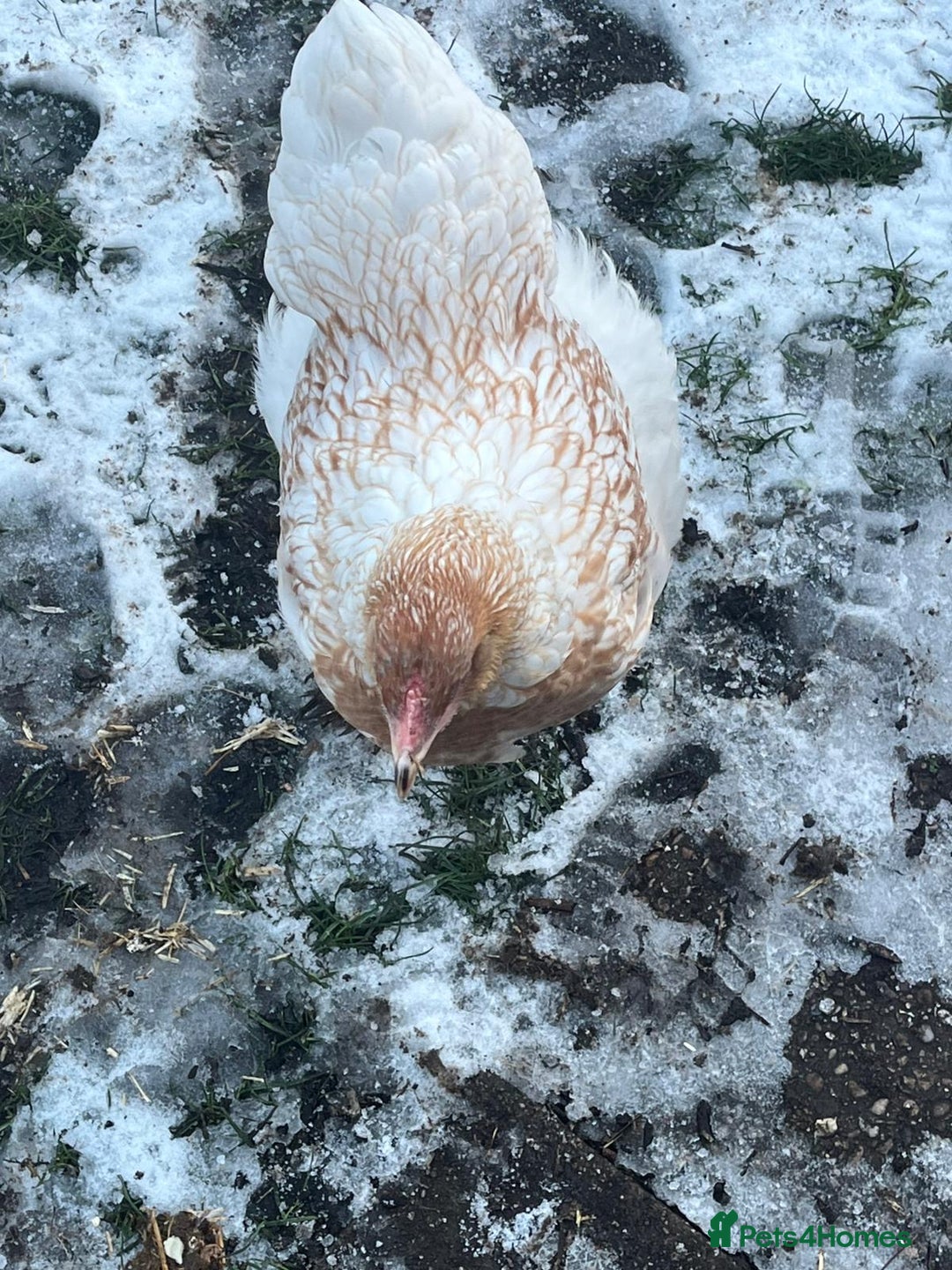 Chickens poultry for sale: Brahma hens mixed colours  - Advert 3