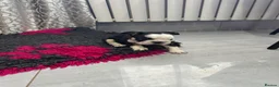 French Bulldog dogs for sale: French bulldog puppies  - Advert 21