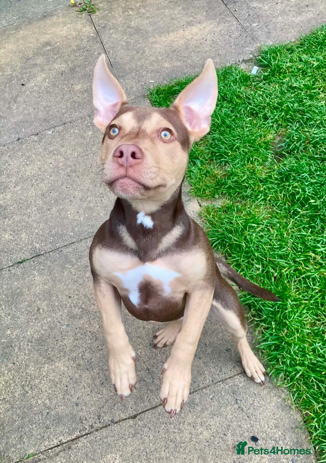 Mixed Breed dogs for sale: Rollo  - Advert 2