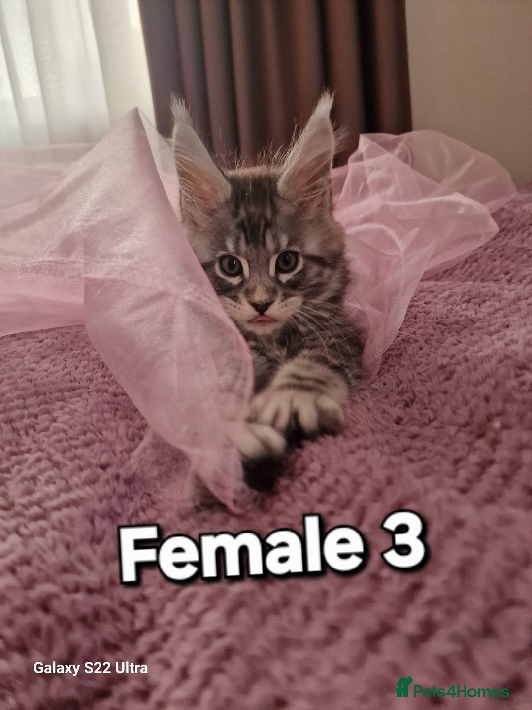 Maine Coon cats for sale: Pure Maine coon - Advert 9