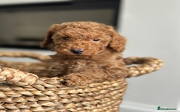 Miniature Poodle dogs for sale: 🐾 Beautiful KC 🦊 Red Miniature Poodle Puppies 🐾 - Image 10