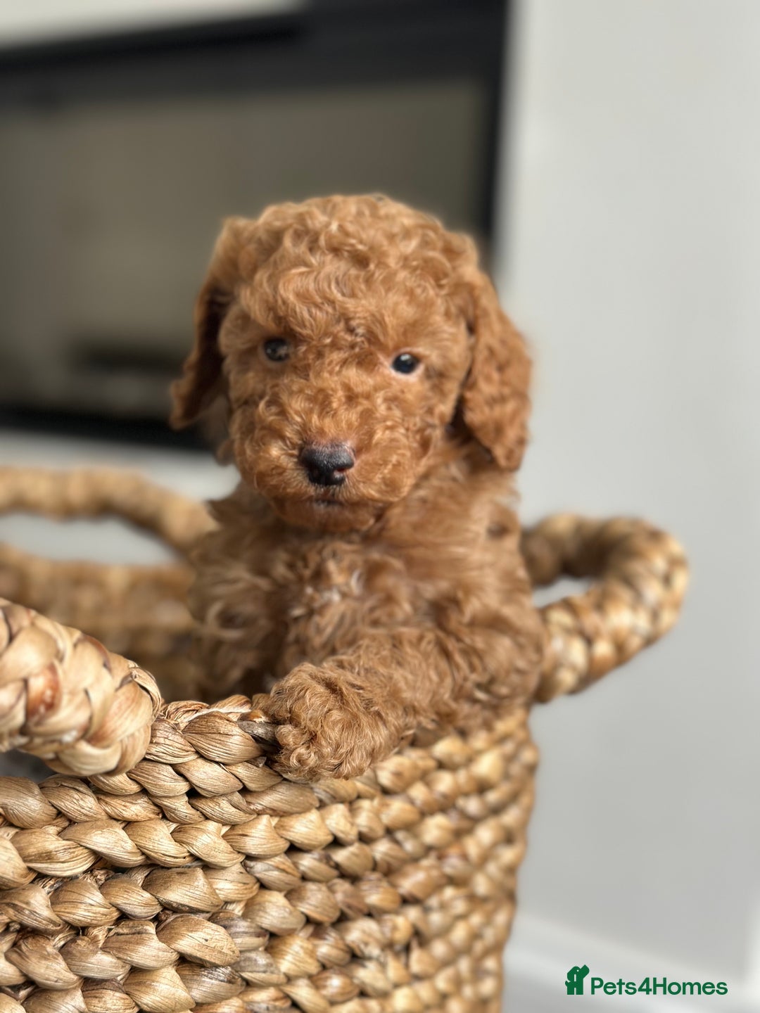 Miniature Poodle dogs for sale: 🐾 Beautiful KC 🦊 Red Miniature Poodle Puppies 🐾 - Image 10