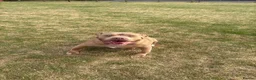 American Bully dogs for sale: Standard American Bullies  - Advert 7