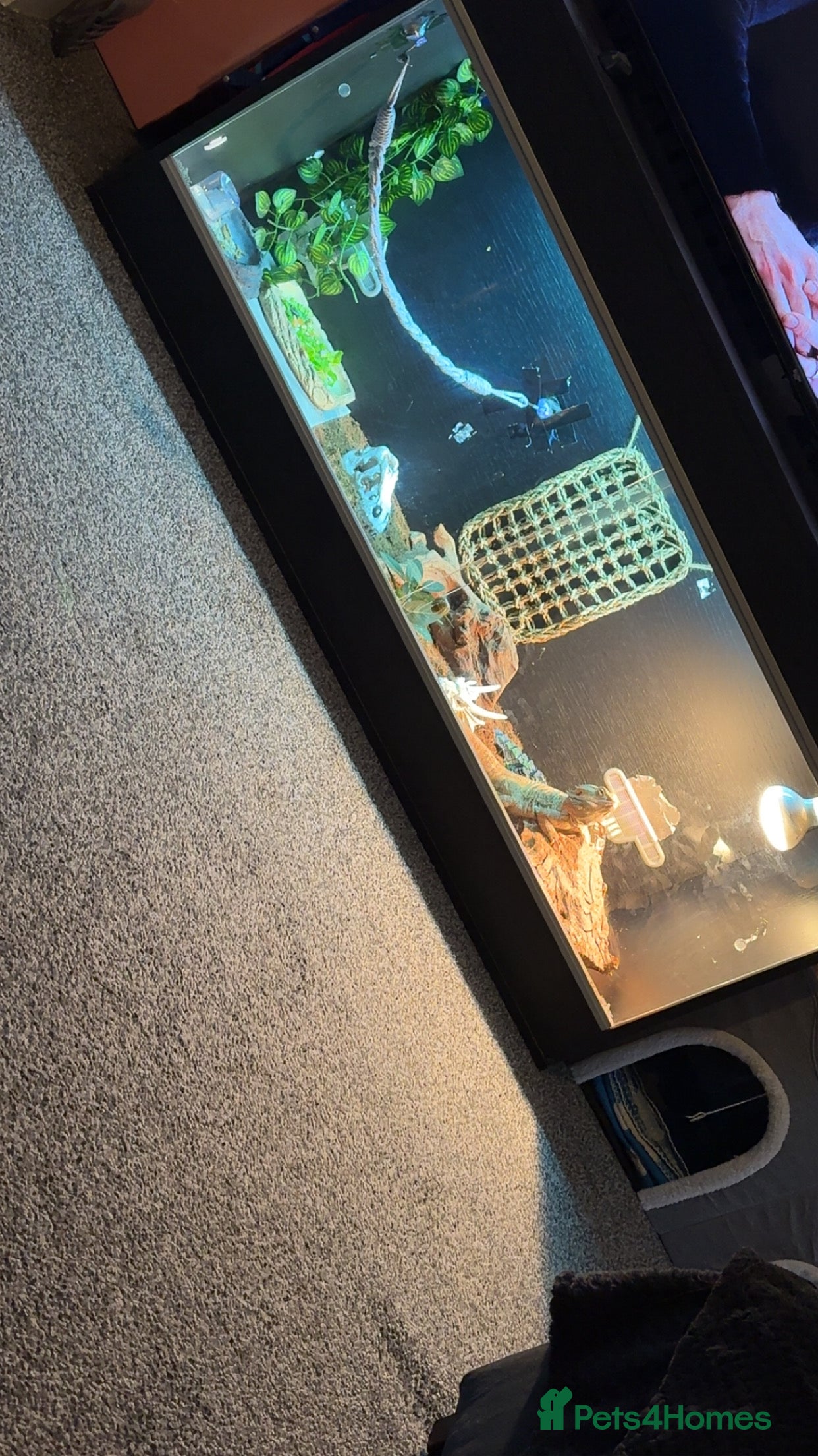 Bearded Dragon reptiles Bearded dragon  - Advert 2