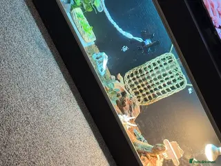 Bearded Dragon reptiles Bearded dragon - Advert 2