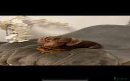 Miniature Dachshund dogs for sale: Beautiful KC registered miniature dachshund  - Image 9