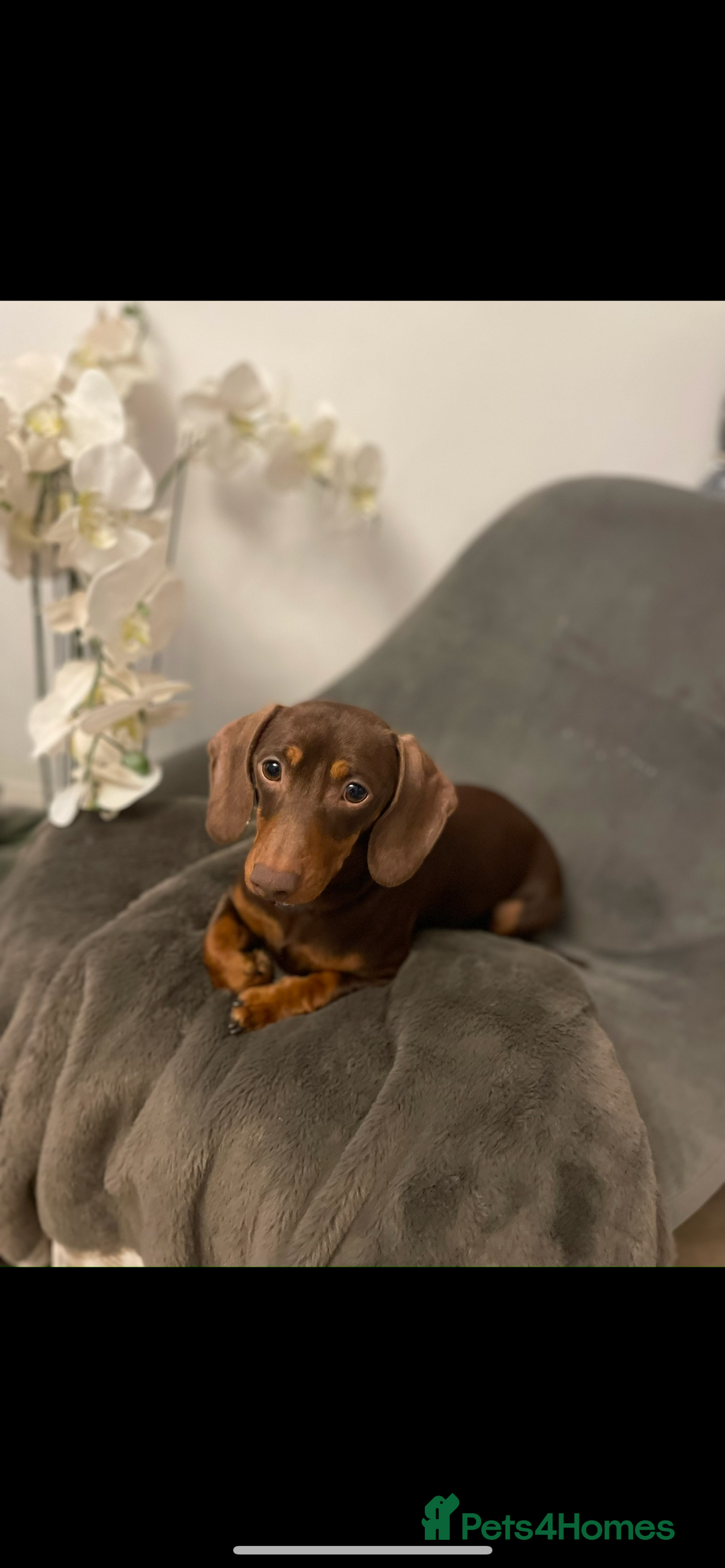 Miniature Dachshund dogs for sale: Beautiful KC registered miniature dachshund  - Image 9