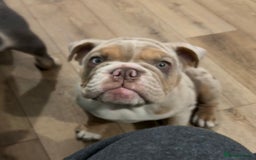 English Bulldog dogs for sale: English Bulldog pup C1 carries fluffy & curly coat - Image 3