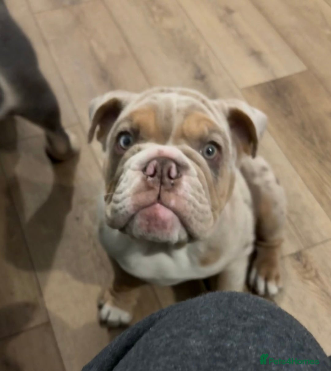 English Bulldog dogs for sale: English Bulldog pup C1 carries fluffy & curly coat - Image 3