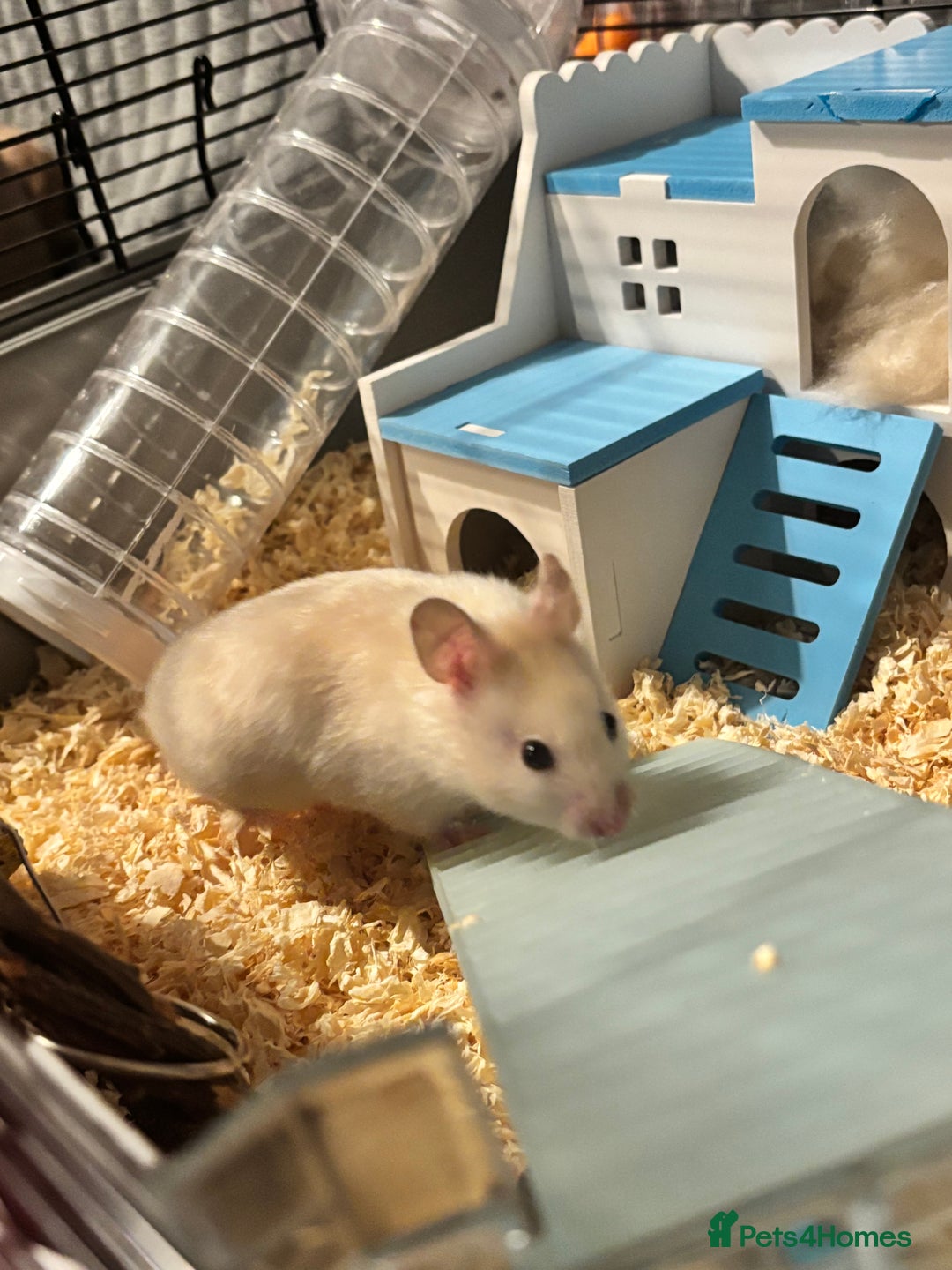 Hamster rodents for sale: Hamster & Full set up - Advert 2
