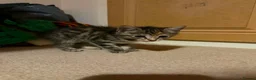Mixed Breed cats for adoption: Tibby and Libby - Taverham Norfolk  - Advert 6