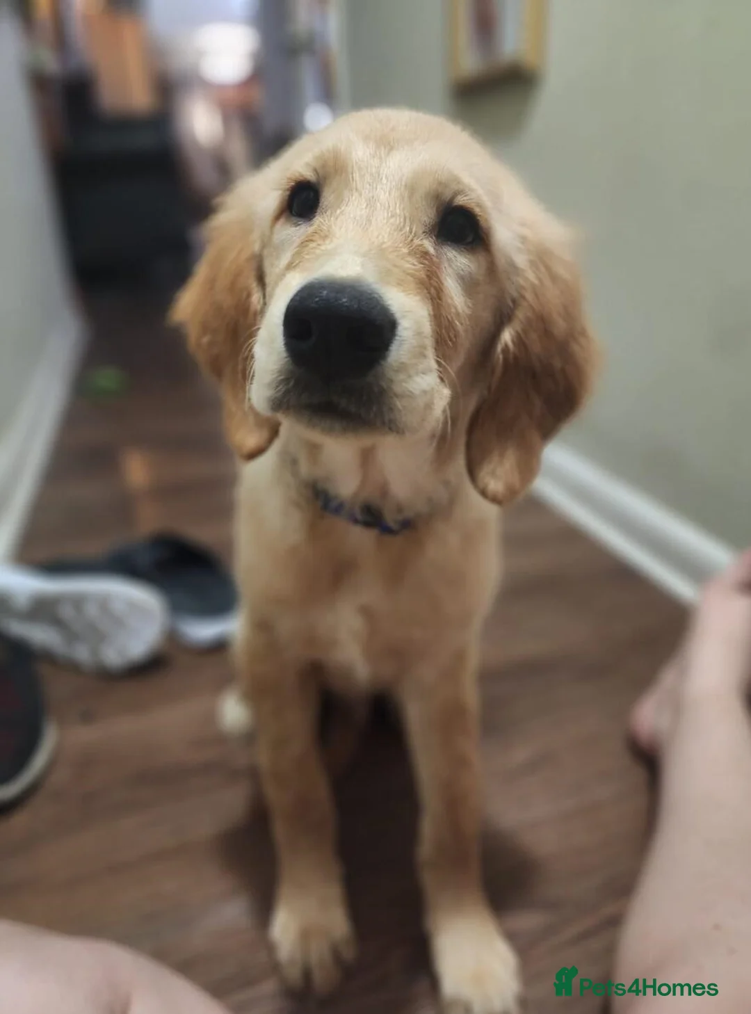 Golden Retriever dogs for sale: Fully vaccinated Golden retriever girl - Advert 1