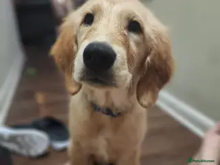Golden Retriever dogs Fully vaccinated Golden retriever girl - Advert 4