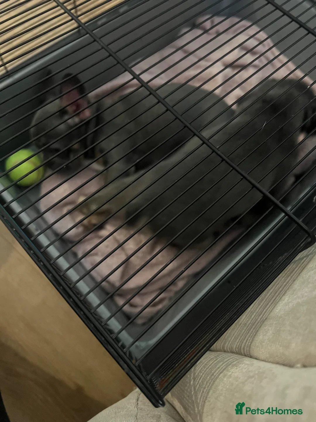 French Bulldog dogs for sale: French bulldog  in Merthyr Tydfil - Advert 1