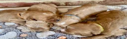Cavapoo dogs for sale: F1 cavapoos  - Advert 7