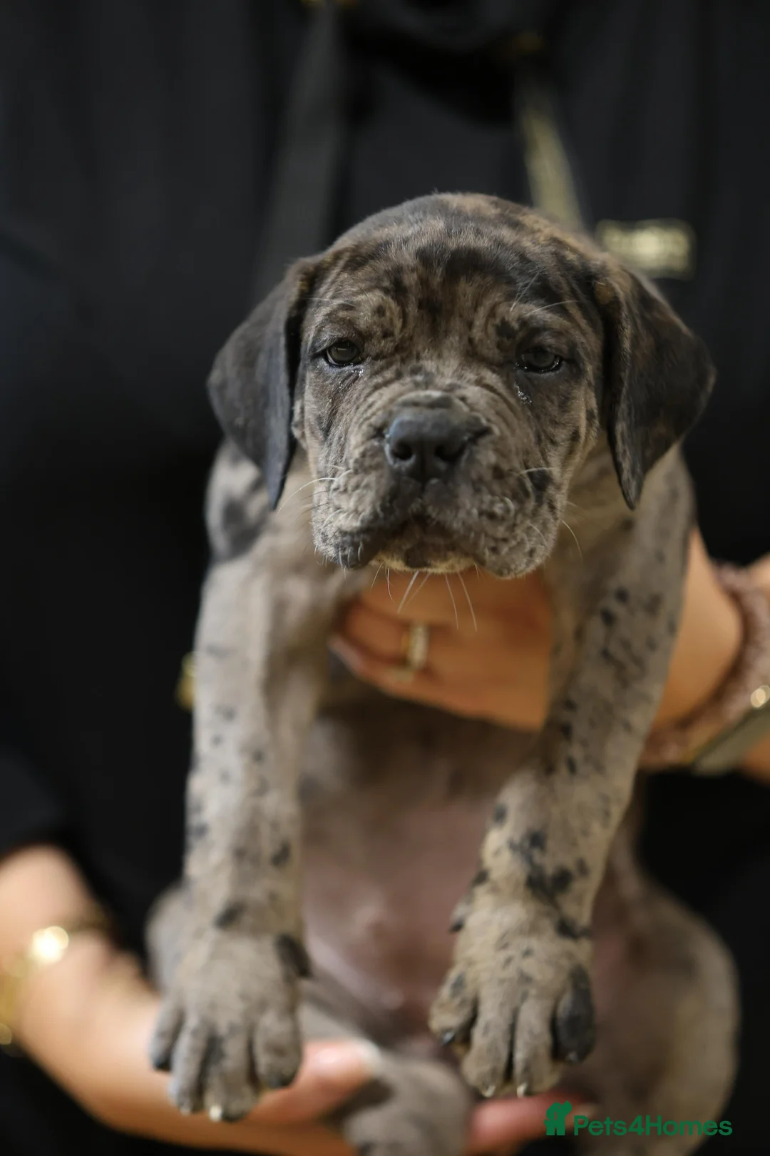 Cane Corso dogs for sale: HANDSOME CANE CORSO PUPPIES - Advert 11