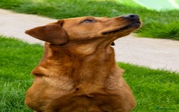 Labrador Retriever dogs for stud: Fox Red Labrador- For Stud in Uttoxeter - Image 4