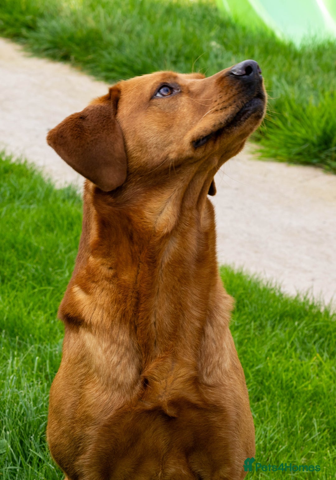 Labrador Retriever dogs for stud: Fox Red Labrador- For Stud in Uttoxeter - Image 4