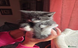 Russian Blue cats for sale: Blue Russian mixed - Image 3