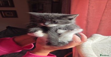 Russian Blue cats - Advert 1