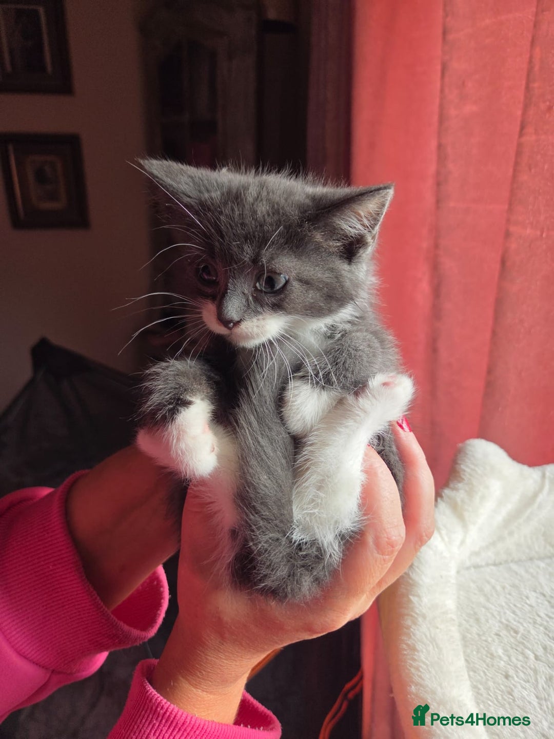 Russian Blue cats for sale: Blue Russian mixed - Image 3