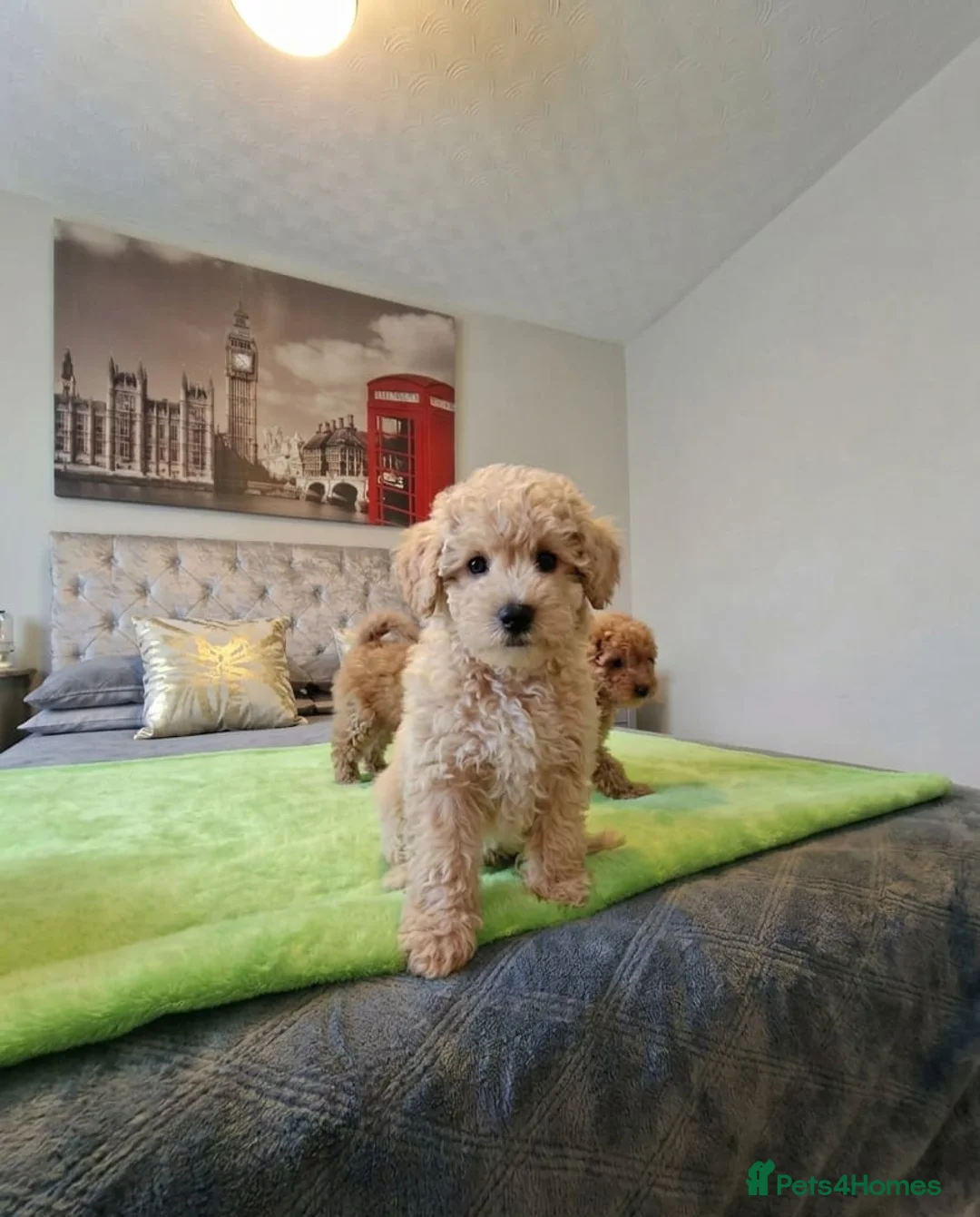 Maltipoo dogs for sale: Maltipoo  - Advert 13