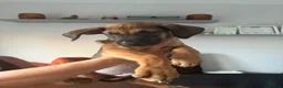 Mixed Breed dogs for sale: Rhodesian Ridgeback x Dutch herder puppies - Advert 4