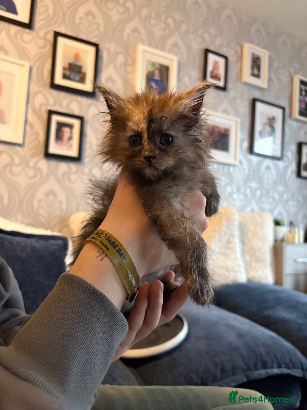 Maine Coon cats for sale: Beautiful maincoon kittens ready now  - Advert 2