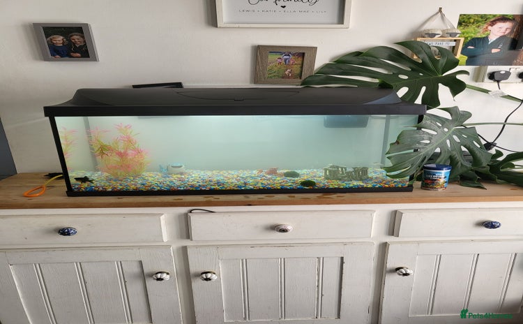 Goldfish fish - Advert 2