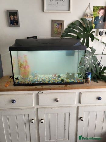 Goldfish fish - Advert 2