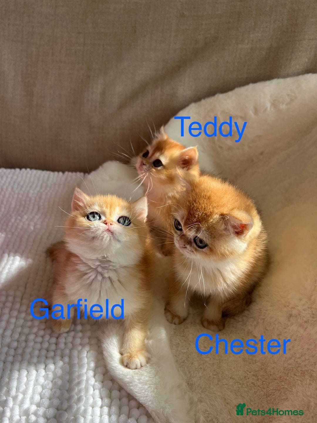 British Shorthair cats for sale: NY12 British Shorthair Kittens  - Image 8