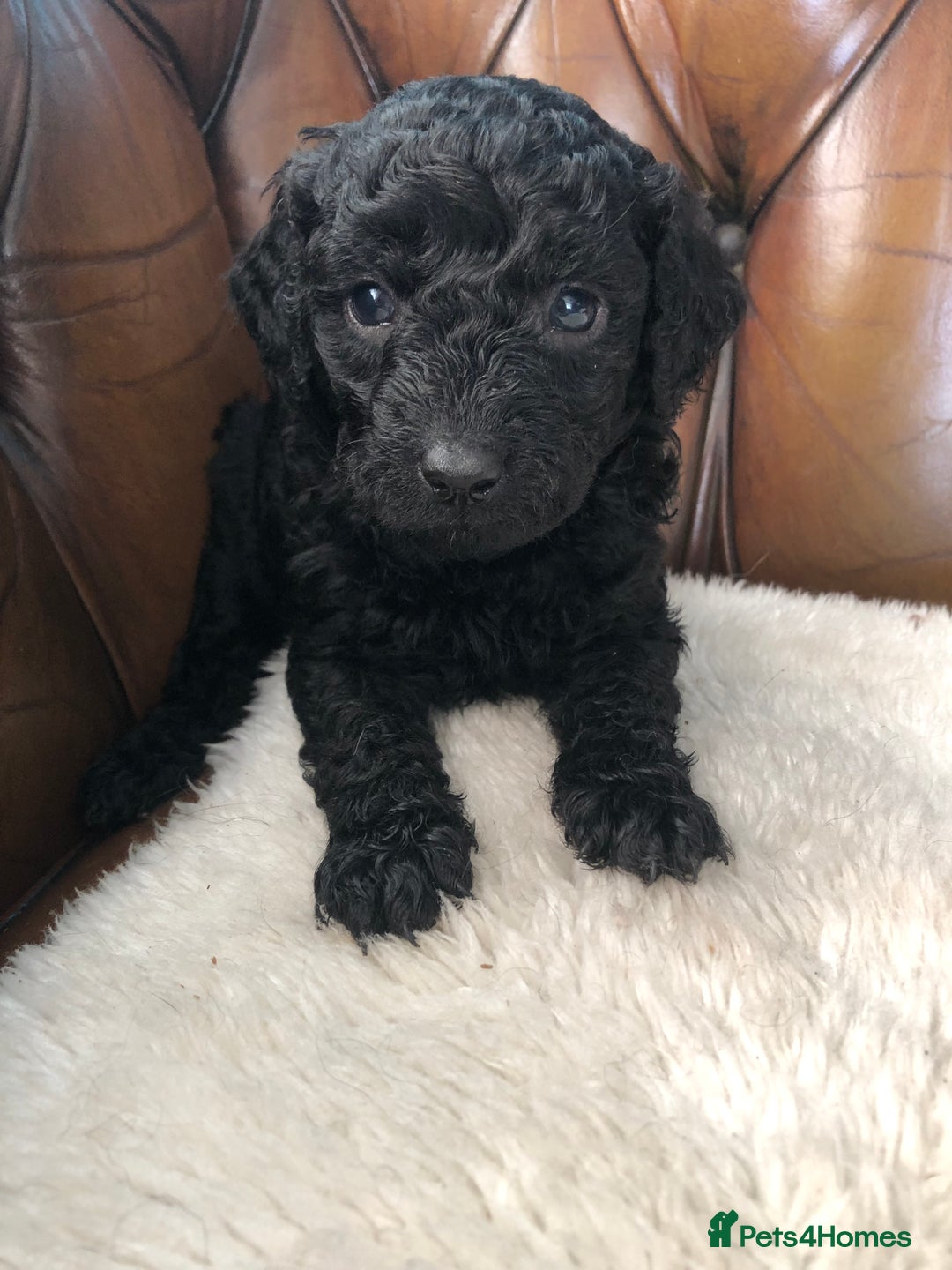 Labradoodle dogs for sale: Miniature Curly-Coated Teddybear Labradoodles  - Advert 31