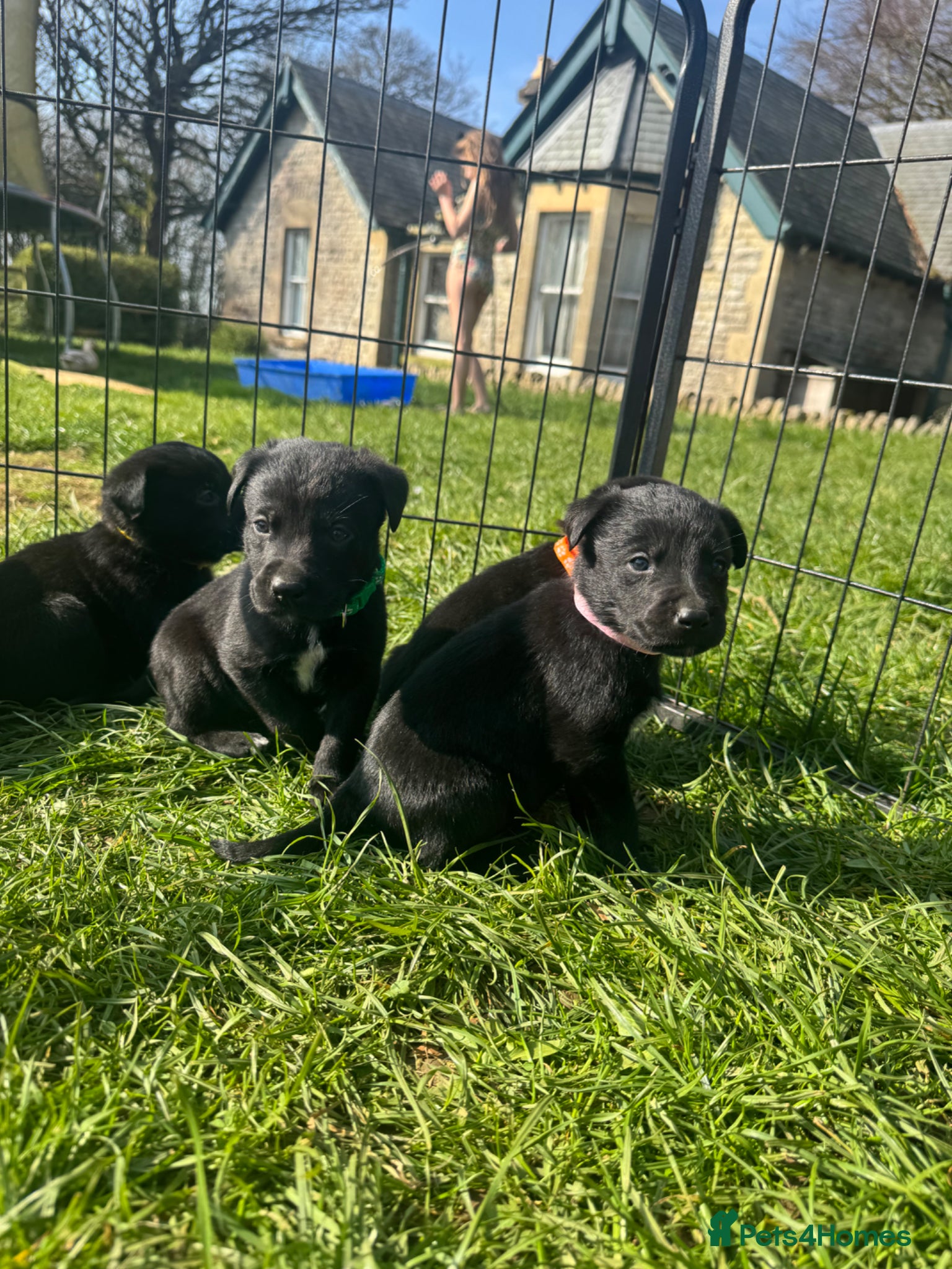 Borador dogs Beautiful Collie Cross Labrador Puppies  - Advert 1
