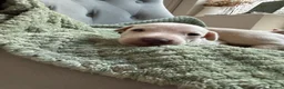 Italian Greyhound dogs for sale: 🐾Stunning cream kc registered iggys🐾 - Advert 16