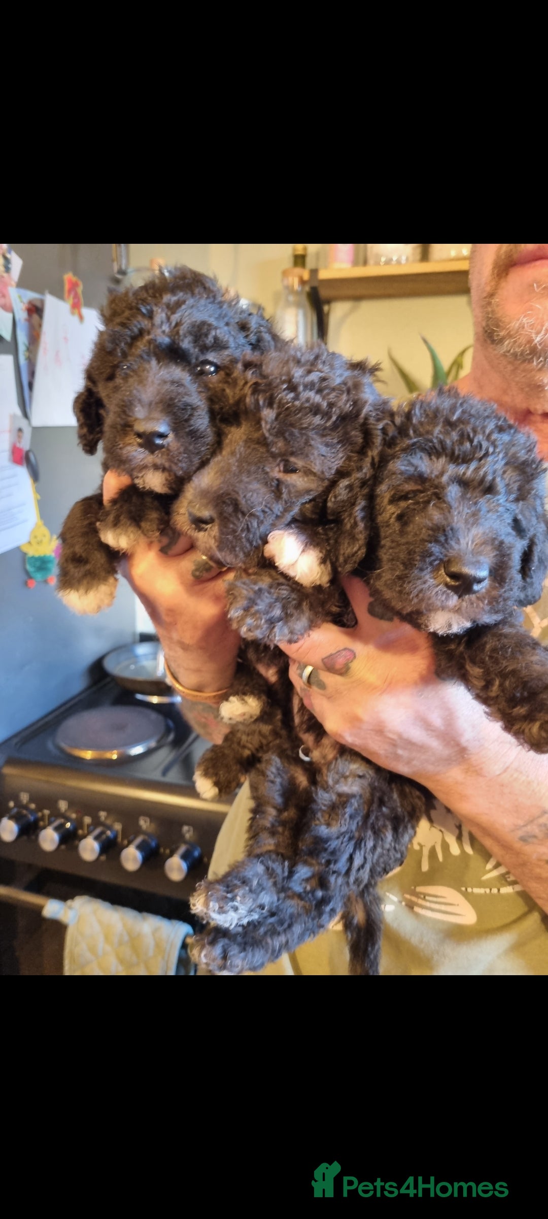 Bedlington Terrier dogs for sale: Bedlington terriers for sale  - Image 5