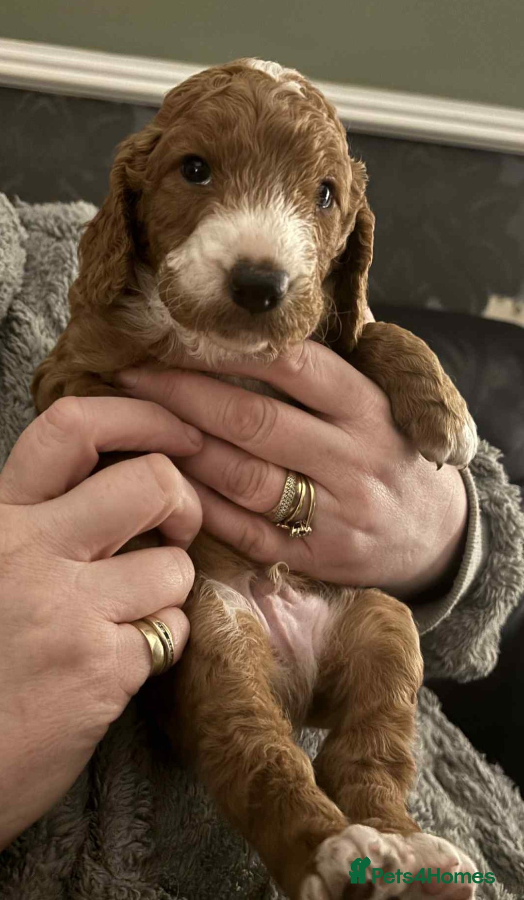 Cockapoo dogs for sale: Only two puppies left! Ready to go 9th December! - Advert 6