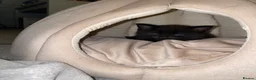 Mixed Breed cats for sale: 3 cats  in Boston - Advert 8