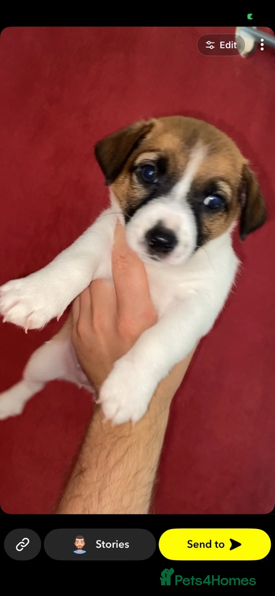 Jack Russell dogs for sale: Two jack russel boys 8wks in Chester-le-Street - Advert 2