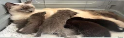 Ragdoll cats for sale: 1 Already reserved Fluffy Ragdoll Cross Kittens  - Advert 3