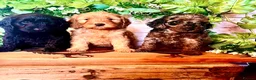 Cockapoo dogs for sale: Rare Blue Merle Cockapoo Puppies  - Advert 3