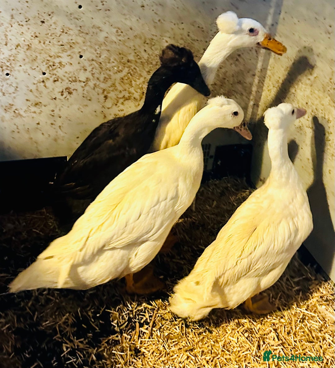 Ducks poultry for sale: Indian Runner Ducks - READY NOW - Advert 4