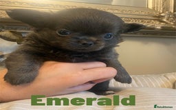 Chihuahua dogs for sale: Female fluffy girl Chihuahua 💕💕💕 - Image 4
