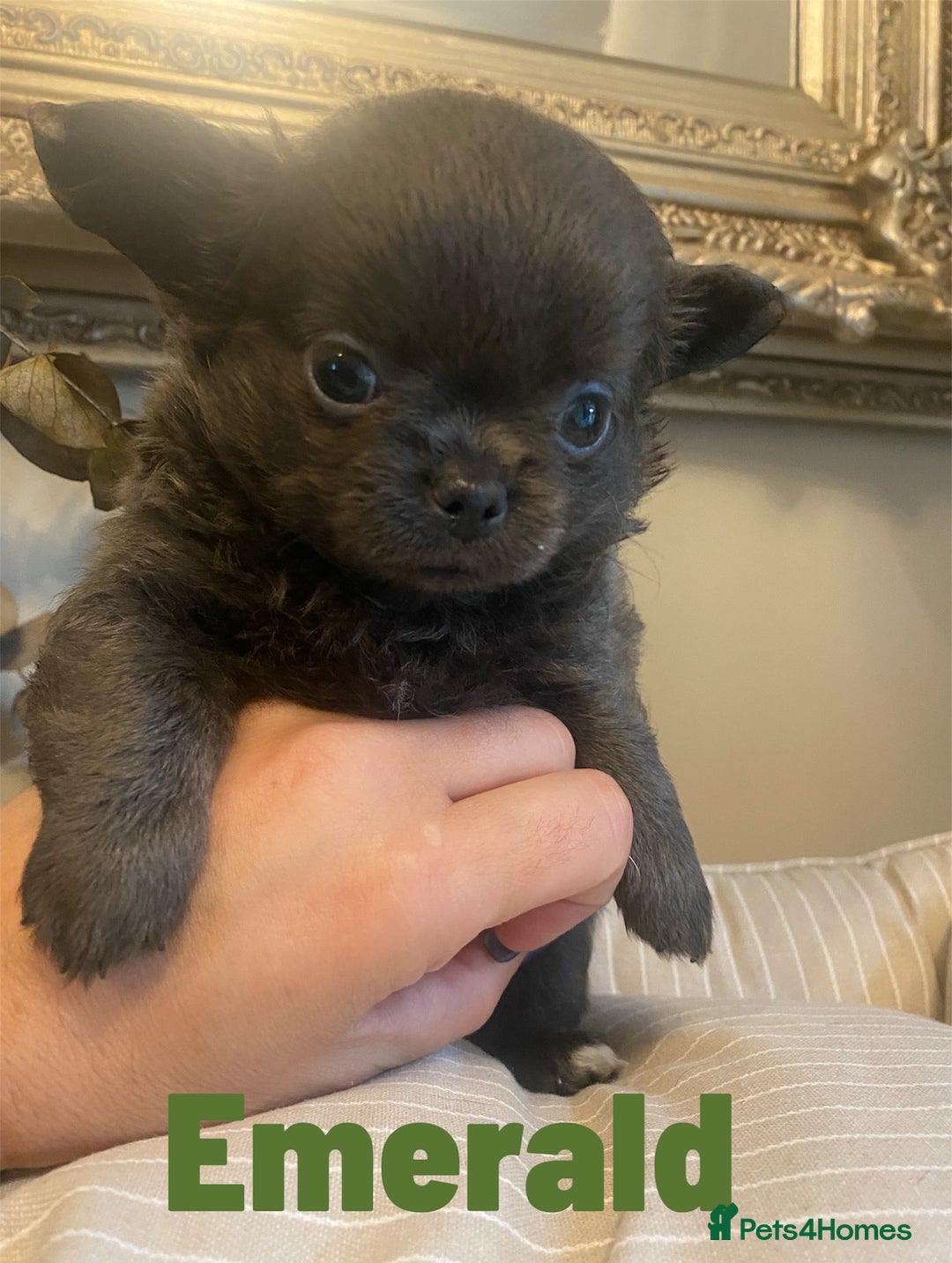 Chihuahua dogs for sale: Female fluffy girl Chihuahua 💕💕💕 - Image 4