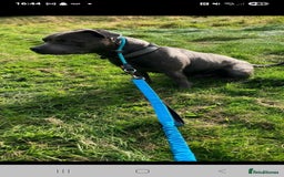 Staffordshire Bull Terrier dogs for sale: Kc Blue staffordshire bull terrier puppies - Image 20