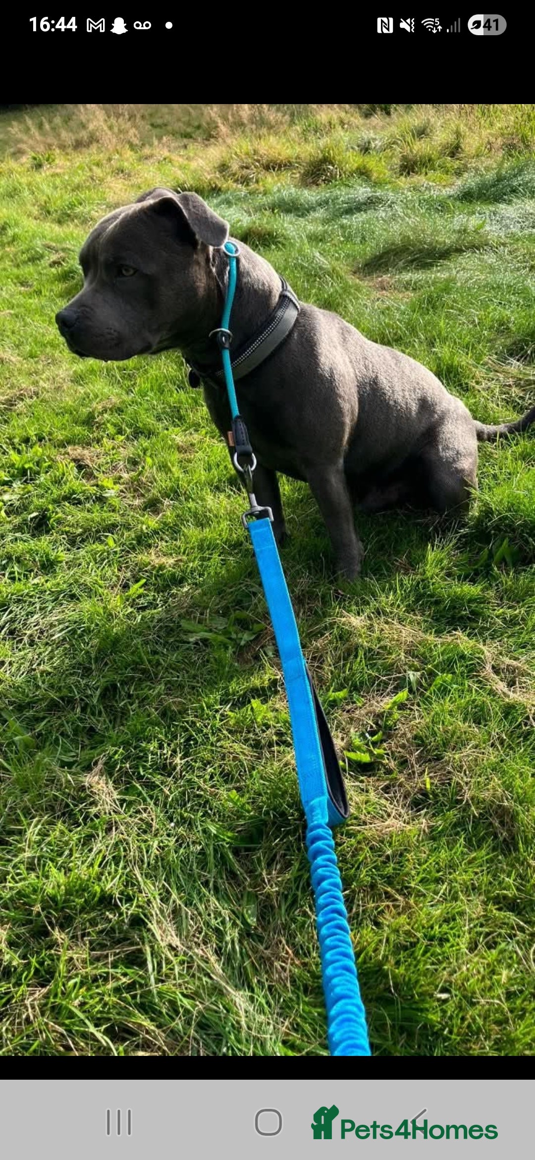 Staffordshire Bull Terrier dogs for sale: Kc Blue staffordshire bull terrier puppies - Image 20