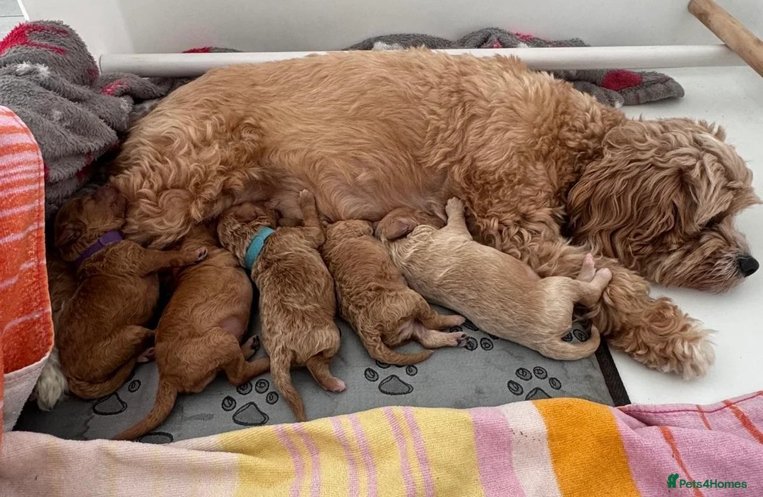Cavapoo dogs for sale: Beautiful F1b Cavapoo puppies  - Advert 1