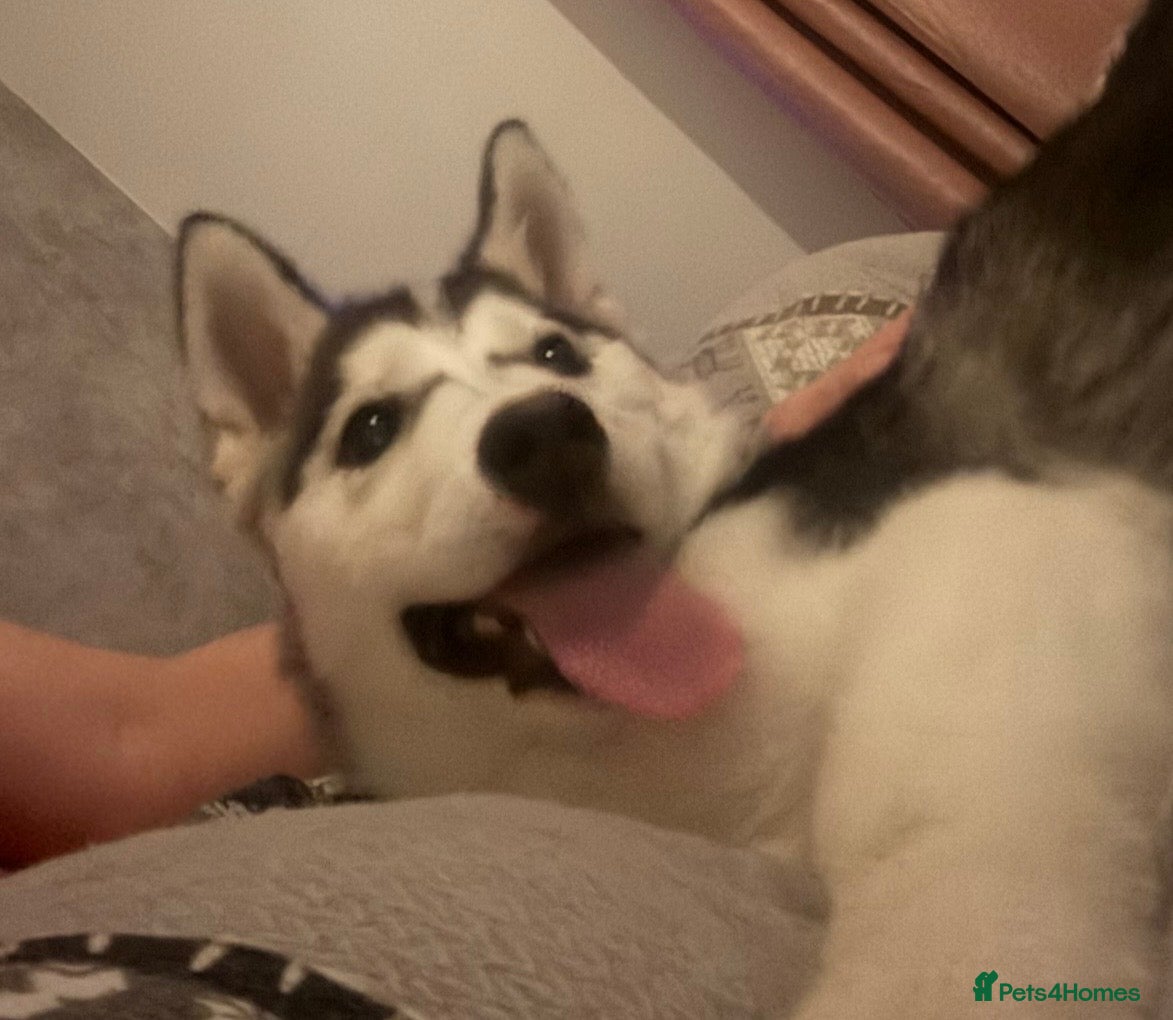 Siberian Husky dogs 6 month old female husky - Advert 5
