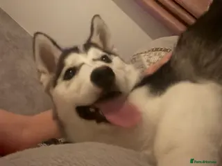 Siberian Husky dogs 6 month old female husky - Advert 5